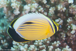 BD-120425-St-Johns-6575-Chaetodon-austriacus.-Rüppell.-1836-[Blacktail-butterflyfish].jpg